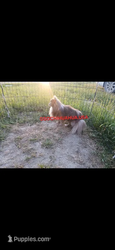Patron – Chihuahua puppy for sale in Lewisville, TX