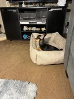 Chocolata, a female Chihuahua for sale in Lewisville, TX – 5 of 5
