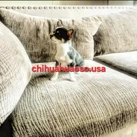 Cruella , a female Chihuahua for sale in Lewisville, TX – 2 of 7
