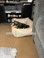 Chocolata, a female Chihuahua for sale in Lewisville, TX – 4 of 5