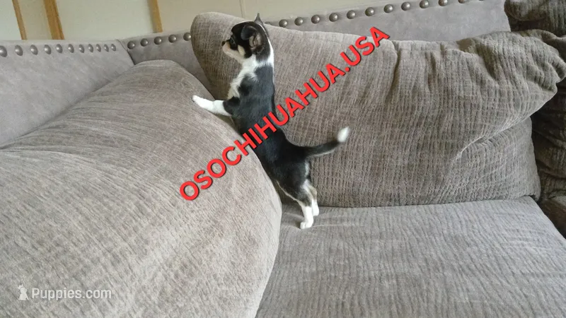 Cruella  – Chihuahua puppy for sale in Lewisville, TX