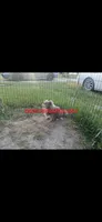 Patron, a male Chihuahua for sale in Lewisville, TX – 5 of 9