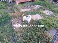 Eddie , a male Chihuahua for sale in Lewisville, TX – 2 of 4