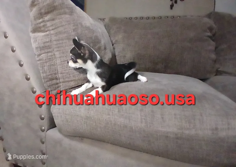 Cruella  – Chihuahua puppy for sale in Lewisville, TX