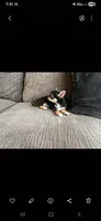 Golondrina, a female Chihuahua for sale in Lewisville, TX – 1 of 2