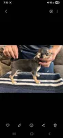 Chocolata, a female Chihuahua for sale in Lewisville, TX – 3 of 3
