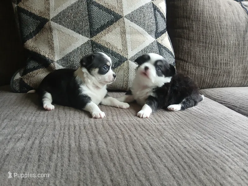 Cruella  – Chihuahua puppy for sale in Lewisville, TX