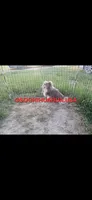 Patron, a male Chihuahua for sale in Lewisville, TX – 4 of 9