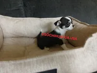 Cruella , a female Chihuahua for sale in Lewisville, TX – 4 of 5