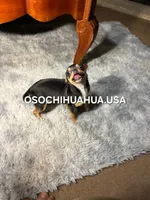 Chocolata, a female Chihuahua for sale in Lewisville, TX – 2 of 5