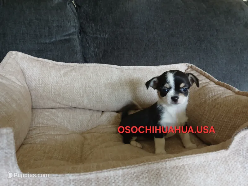 Cruella  – Chihuahua puppy for sale in Lewisville, TX