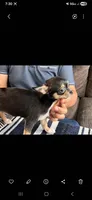Golondrina, a female Chihuahua for sale in Lewisville, TX – 2 of 2