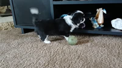 Panda, a female Chihuahua for sale in Lewisville, TX – 6 of 6