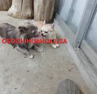Panda, a female Chihuahua for sale in Lewisville, TX – 4 of 6
