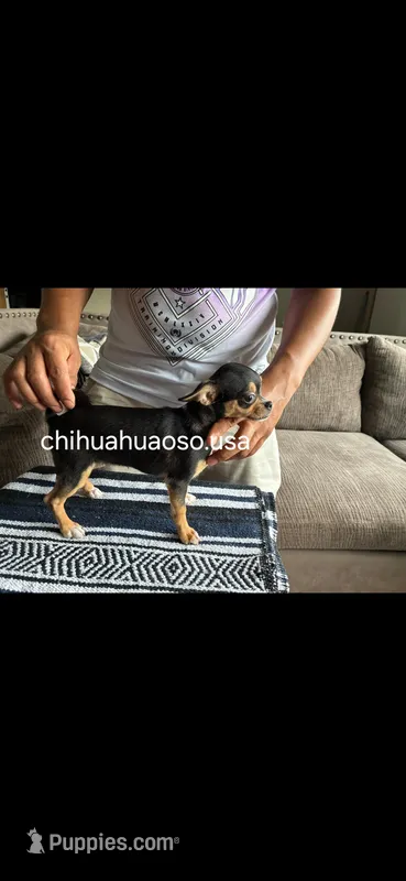 Chocolata – Chihuahua puppy for sale in Lewisville, TX
