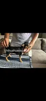 Chocolata, a female Chihuahua for sale in Lewisville, TX – 1 of 4