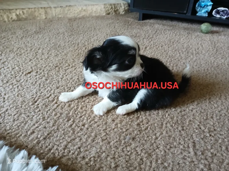 Panda – Chihuahua puppy for sale in Lewisville, TX