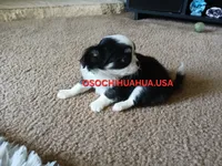 Panda, a female Chihuahua for sale in Lewisville, TX – 1 of 6