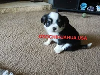 Panda, a female Chihuahua for sale in Lewisville, TX – 2 of 6