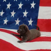 Patron, a male Chihuahua for sale in Lewisville, TX – Photo 6 of 10