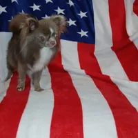 Patron, a male Chihuahua for sale in Lewisville, TX – Photo 4 of 10