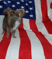 Patron, a male Chihuahua for sale in Lewisville, TX – Photo 4 of 10