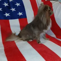 Patron, a male Chihuahua for sale in Lewisville, TX – Photo 2 of 10