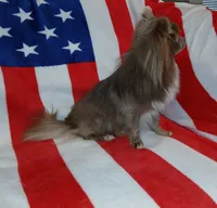 Patron, a male Chihuahua for sale in Lewisville, TX – Photo 2 of 10