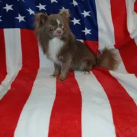 Patron, a male Chihuahua for sale in Lewisville, TX – Photo 5 of 10