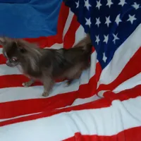 Patron, a male Chihuahua for sale in Lewisville, TX – Photo 1 of 10