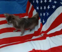 Patron, a male Chihuahua for sale in Lewisville, TX – Photo 1 of 10