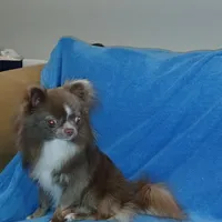 Patron, a male Chihuahua for sale in Lewisville, TX – Photo 3 of 10