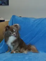 Patron, a male Chihuahua for sale in Lewisville, TX – Photo 3 of 10