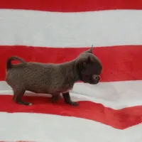 Patron, a male Chihuahua for sale in Lewisville, TX – Photo 7 of 10