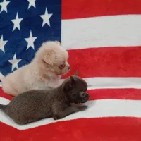 Patron, a male Chihuahua for sale in Lewisville, TX – Photo 8 of 10