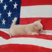 Patron, a male Chihuahua for sale in Lewisville, TX – Photo 9 of 10