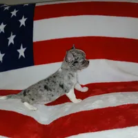 Patron, a male Chihuahua for sale in Lewisville, TX – Photo 10 of 10