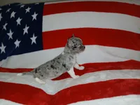 Patron, a male Chihuahua for sale in Lewisville, TX – Photo 10 of 10