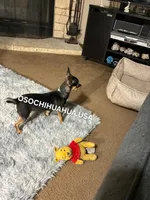 Chocolata, a female Chihuahua for sale in Lewisville, TX – 3 of 5