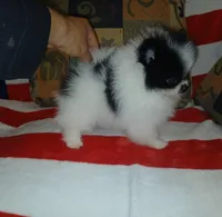 skunky, a male Pomeranian for sale in Lewisville, TX – Photo 9 of 9