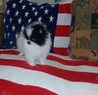 skunky, a male Pomeranian for sale in Lewisville, TX – Photo 5 of 9