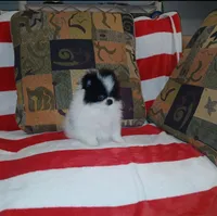 skunky, a male Pomeranian for sale in Lewisville, TX – Photo 6 of 9