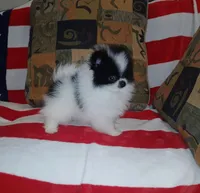 skunky, a male Pomeranian for sale in Lewisville, TX – Photo 2 of 9