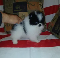 skunky, a male Pomeranian for sale in Lewisville, TX – Photo 4 of 9
