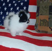 skunky, a male Pomeranian for sale in Lewisville, TX – Photo 1 of 9