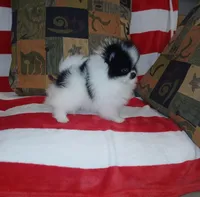 skunky, a male Pomeranian for sale in Lewisville, TX – Photo 8 of 9