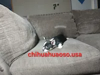 Cruella , a female Chihuahua for sale in Lewisville, TX – 6 of 7