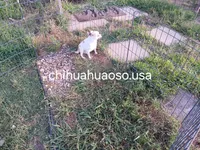 Eddie , a male Chihuahua for sale in Lewisville, TX – 4 of 4
