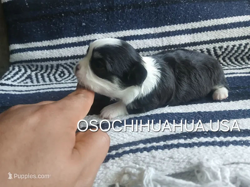 Panda – Chihuahua puppy for sale in Lewisville, TX