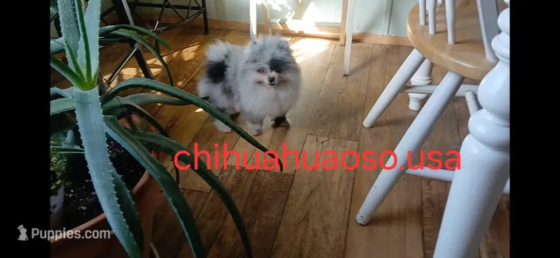 Blue  – Pomeranian puppy for sale in Lewisville, TX